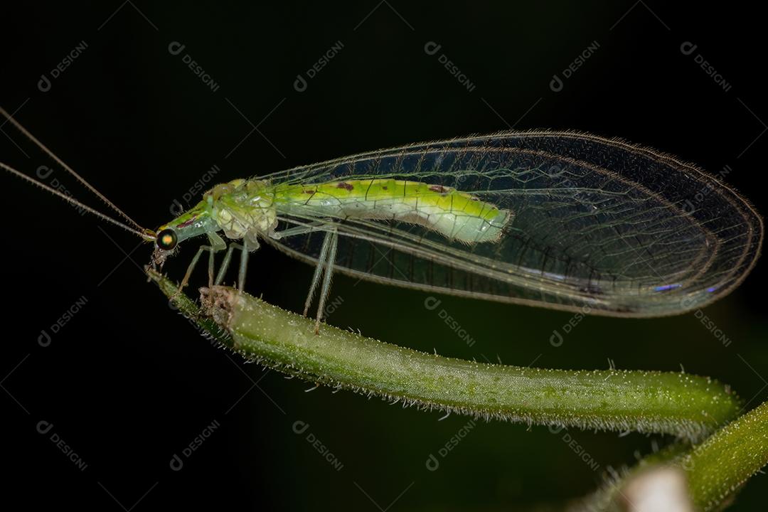 Lacewing verde típico adulto da tribo Leucochrysini
