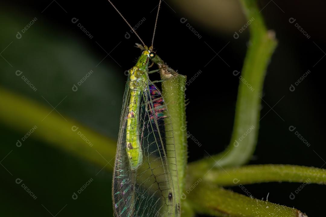 Lacewing verde típico adulto da tribo Leucochrysini