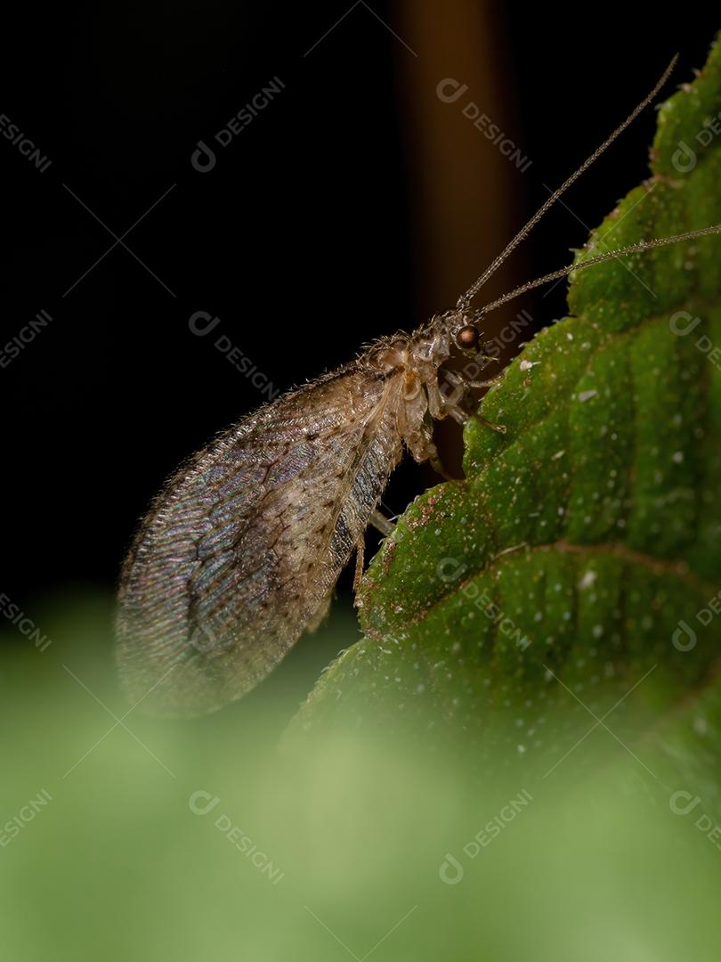 Lacewing marrom adulto da espécie Nusalala tessellata