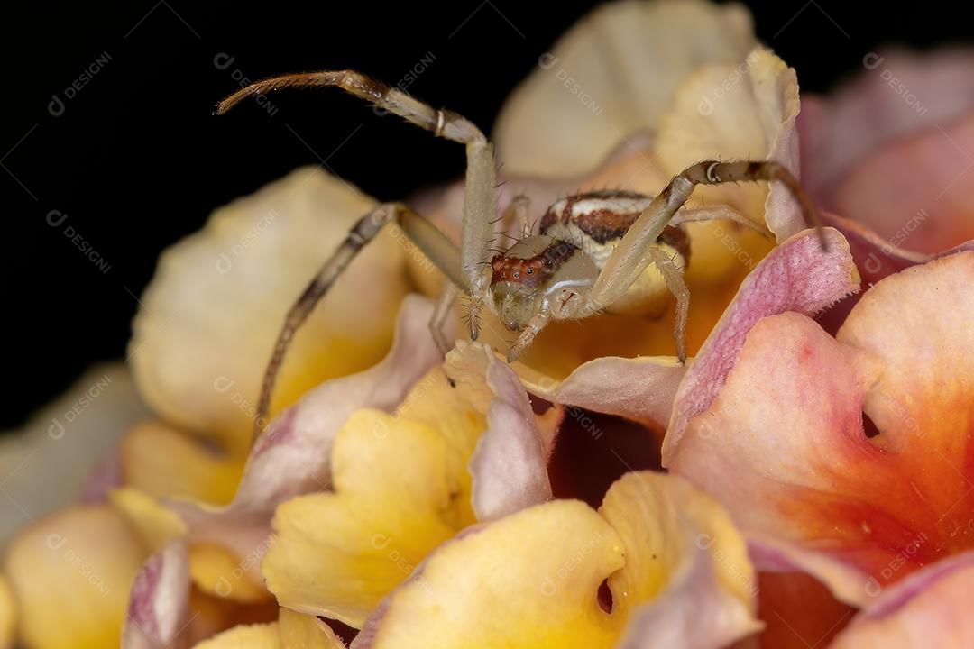 Aranha pequena do caranguejo da família Thomisidae