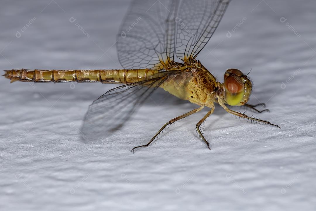 Inseto Dragonlet adulto do gênero Erythrodiplax