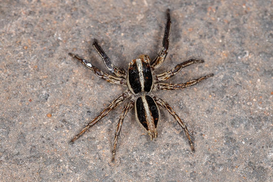 Aranha saltadora pantropical da espécie Plexippus paykulli