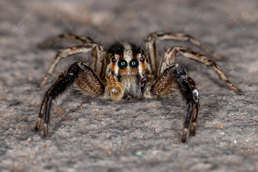 Aranha saltadora pantropical da espécie Plexippus paykulli