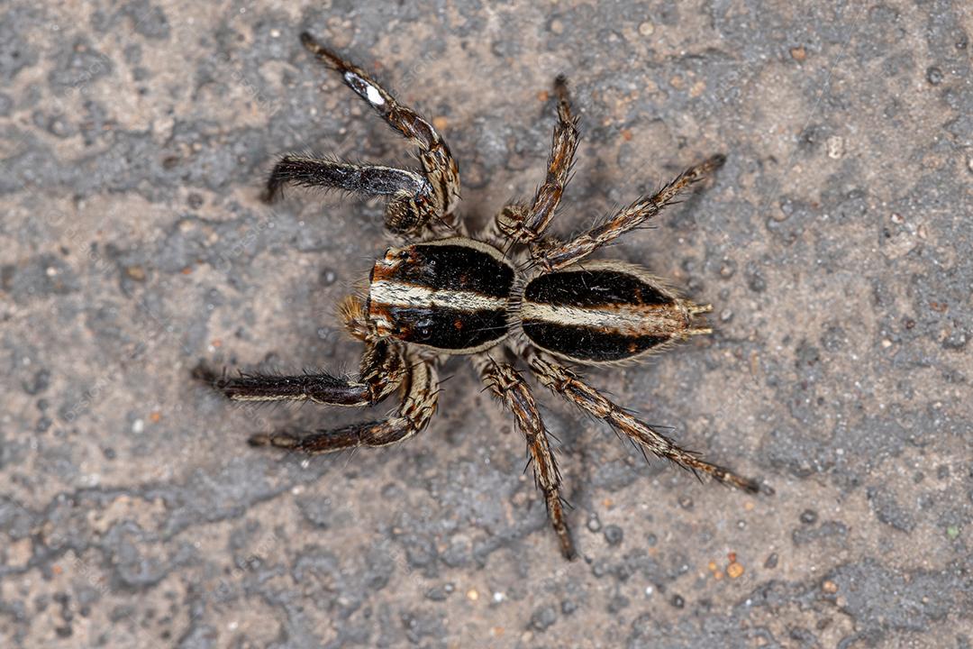 Aranha saltadora pantropical da espécie Plexippus paykulli
