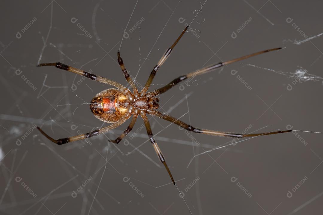 Fêmea adulta marrom viúva da espécie Latrodectus geometricus