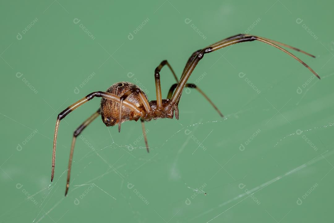 Fêmea adulta marrom viúva da espécie Latrodectus geometricus