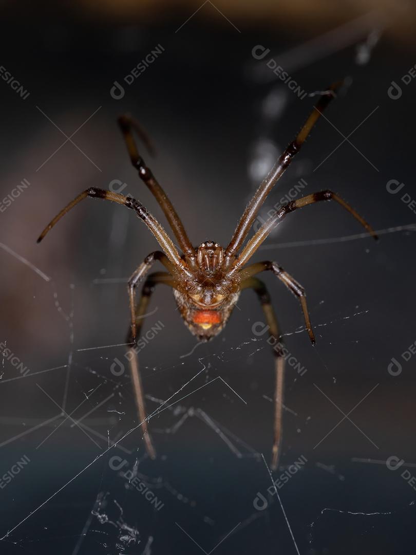Fêmea adulta marrom viúva da espécie Latrodectus geometricus