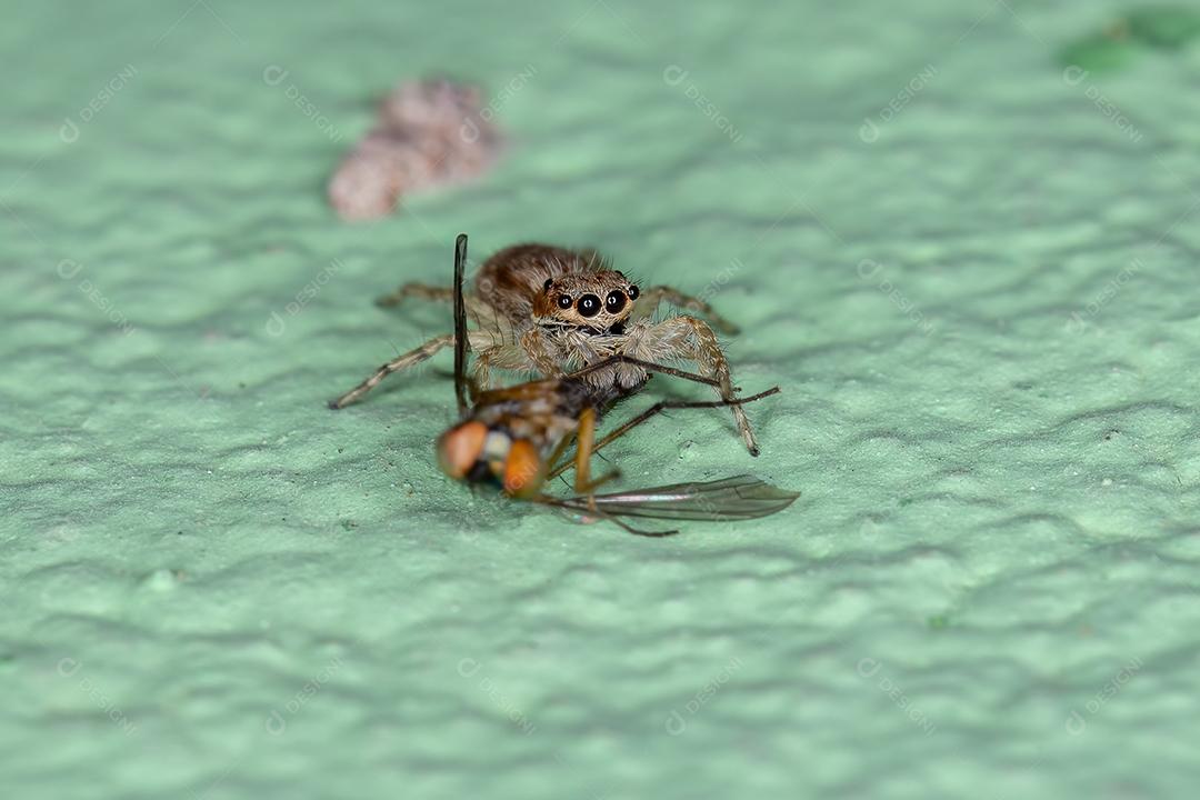 Pequena aranha saltadora de parede cinzenta da espécie Menemerus bivittatus
