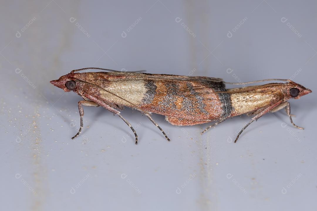 Cópula entre dois adultos da traça da farinha indiana da espécie Plodia interpunctella