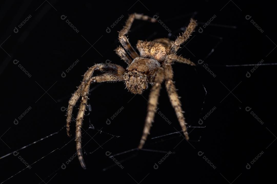 Aranha Orbweaver adulta da Família Araneidae