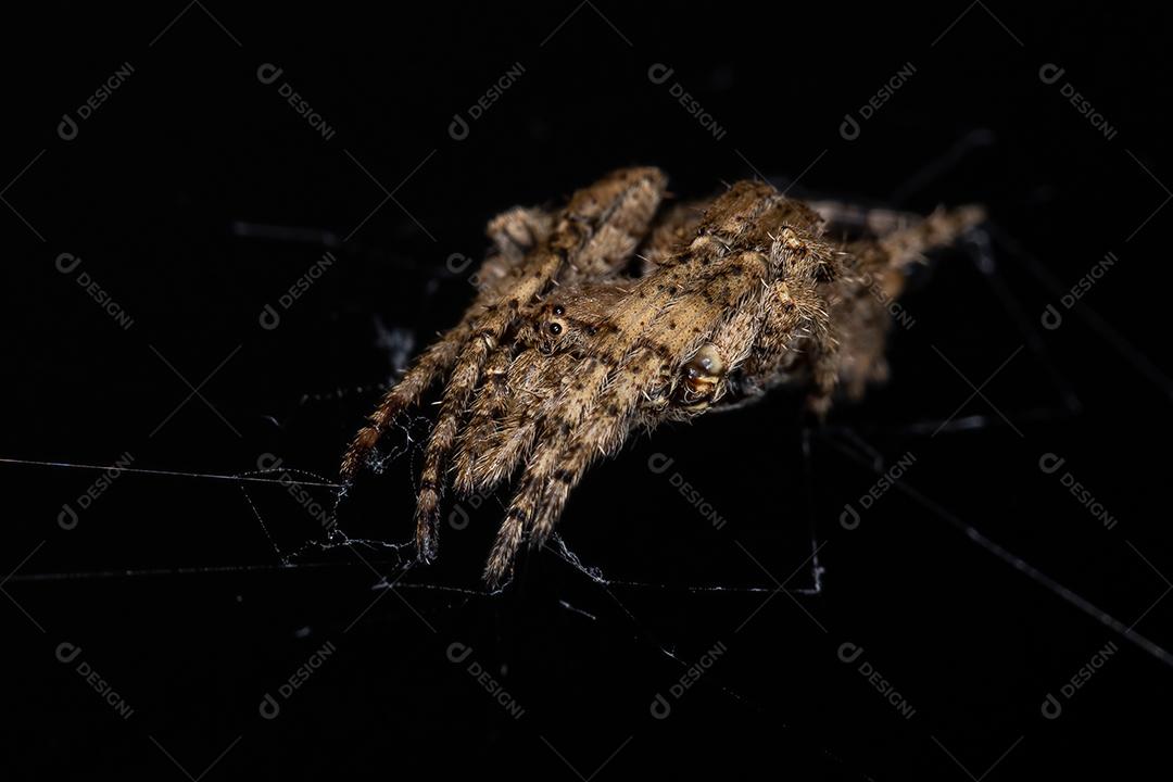 Aranha Orbweaver adulta da Família Araneidae