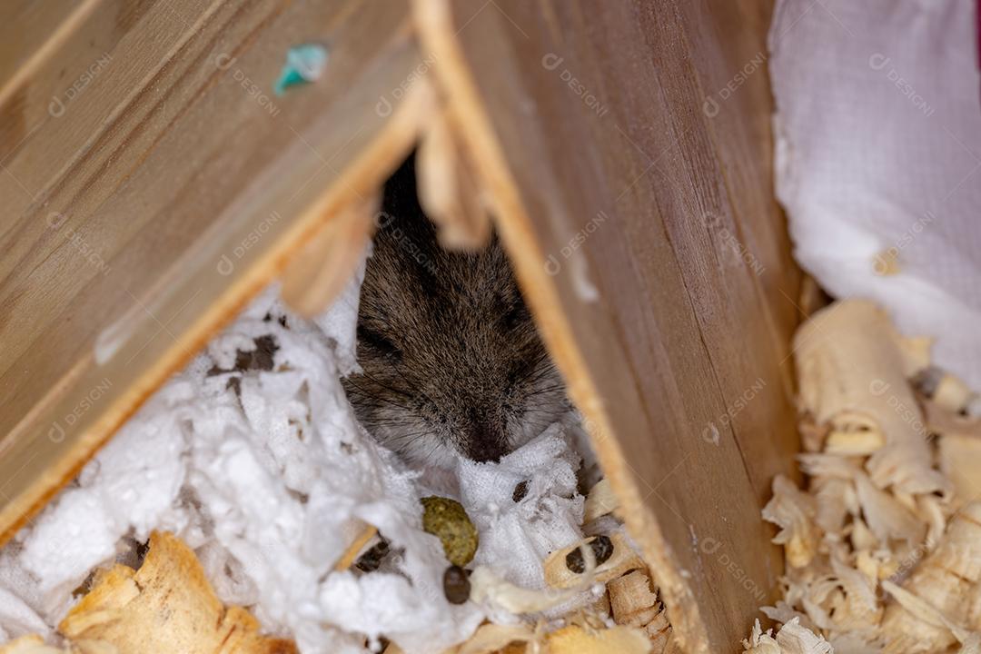 Hamster anão Campbell da espécie Phodopus campbelli com foco seletivo