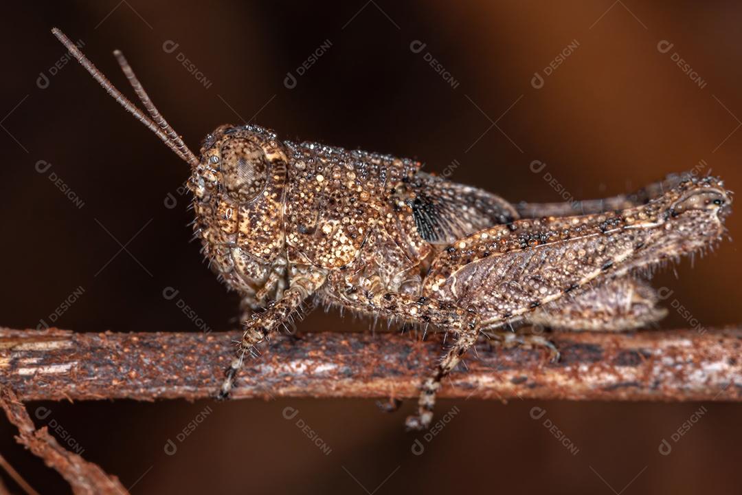 Ninfa de Gafanhoto de Chifres Curtos da Família Acrididae cheia de gotas de água