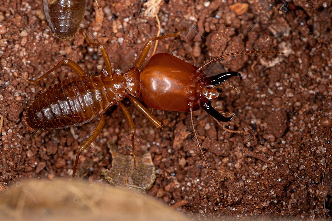 Cupim adulto da espécie Syntermes molestus