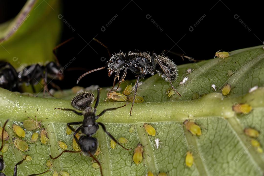 Formigas adultas do gênero Camponotus interagindo com pulgões em uma planta