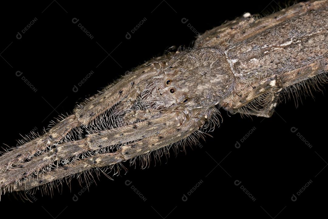 Aranha Caçadora de Cascas Adulto do Gênero Senoculus