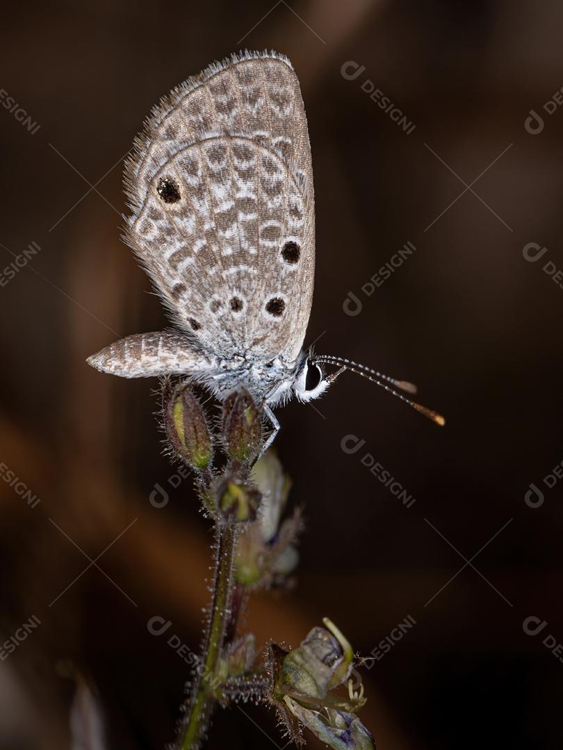 Borboleta azul Hanno adulta da espécie Hemiargus hanno