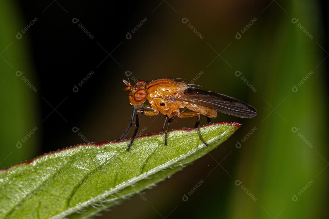 Vespa Ichneumonid adulta da Superfamília Ichneumonoideac