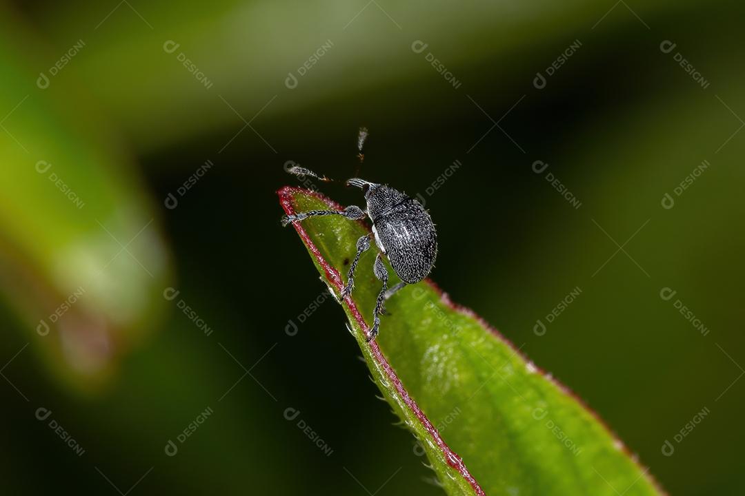 Adult Straight-snouted weevil of the subfamily Nanophyinae