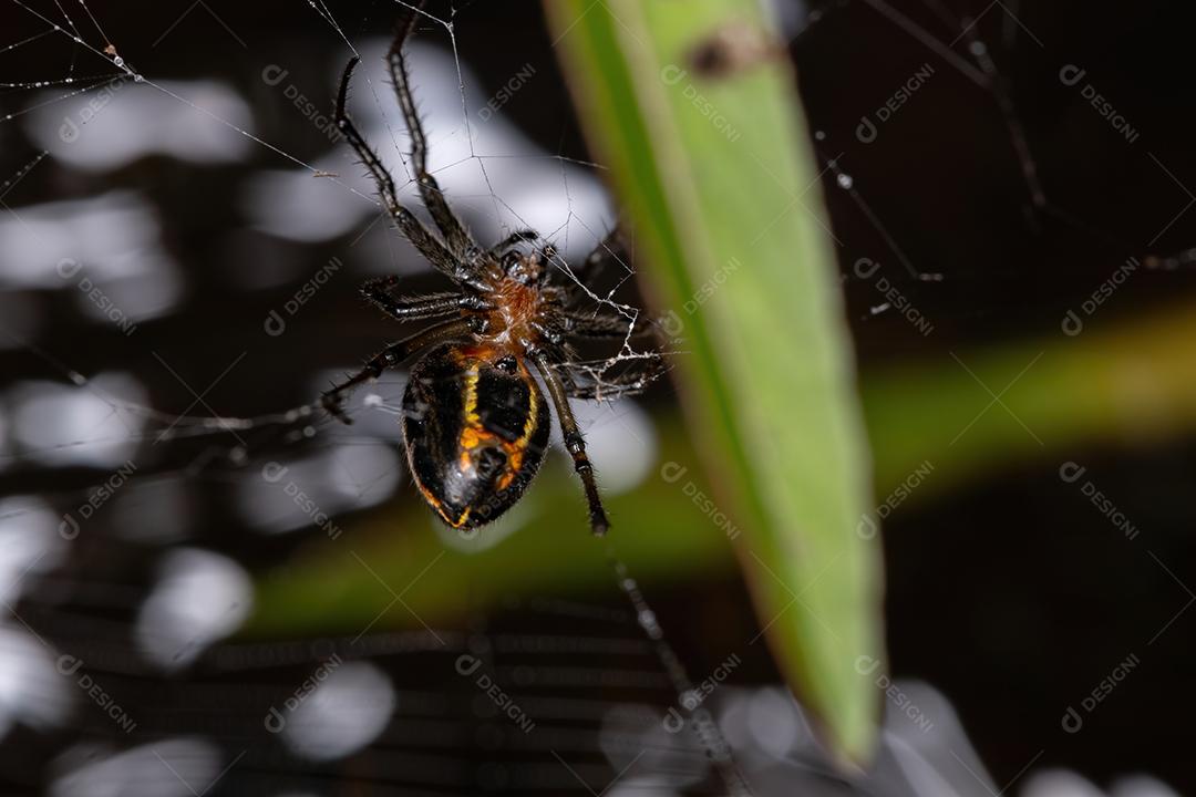 Orbweaver clássico adulto da espécie Alpaida veniliae