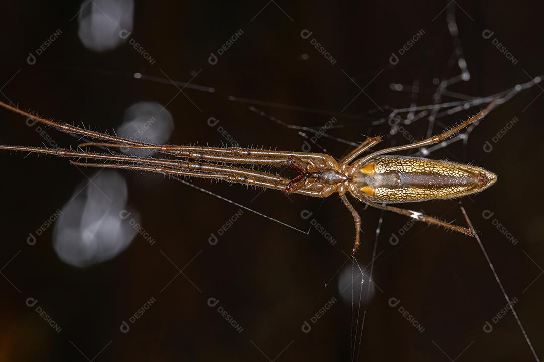 Orbweaver adulto de mandíbula longa do gênero Tetragnatha