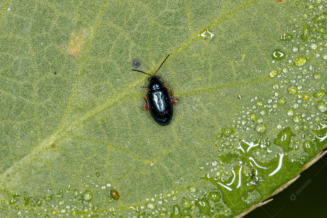Besouro da pulga adulto da tribo Alticini