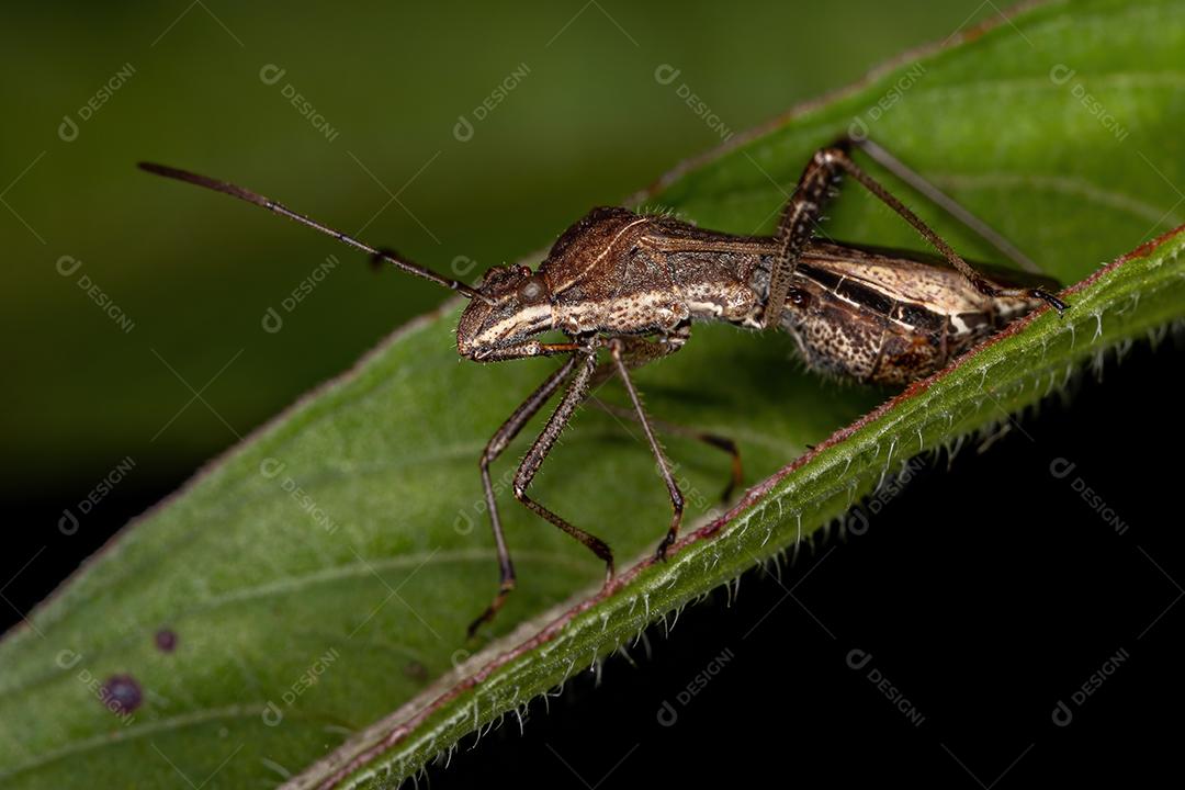 Inseto-de-cabeça-larga adulto da espécie Neomegalotomus parvus