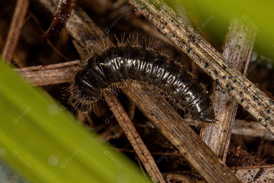 Larva de besouro de articulação longa da espécie Lagria villosa