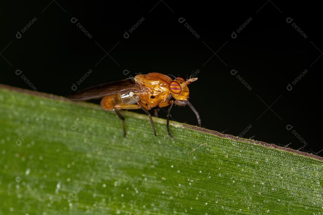 Mosca Lauxaniid adulta da Família Lauxaniidae