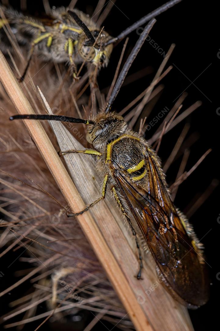 Vespa Scoliid adulta da subfamília Campsomerinae em uma flor