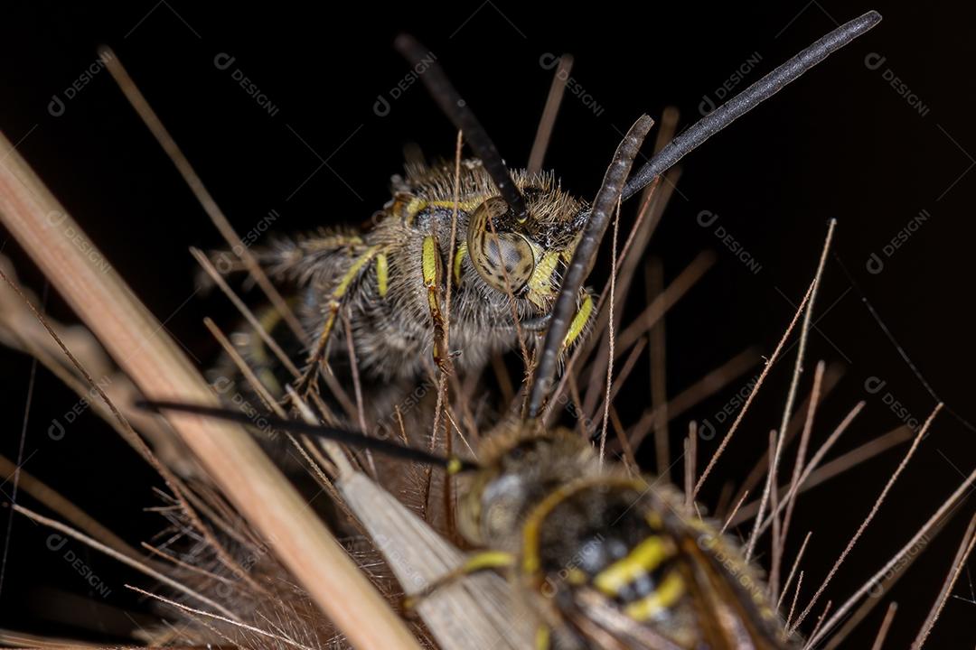 Vespa Scoliid adulta da subfamília Campsomerinae em uma flor