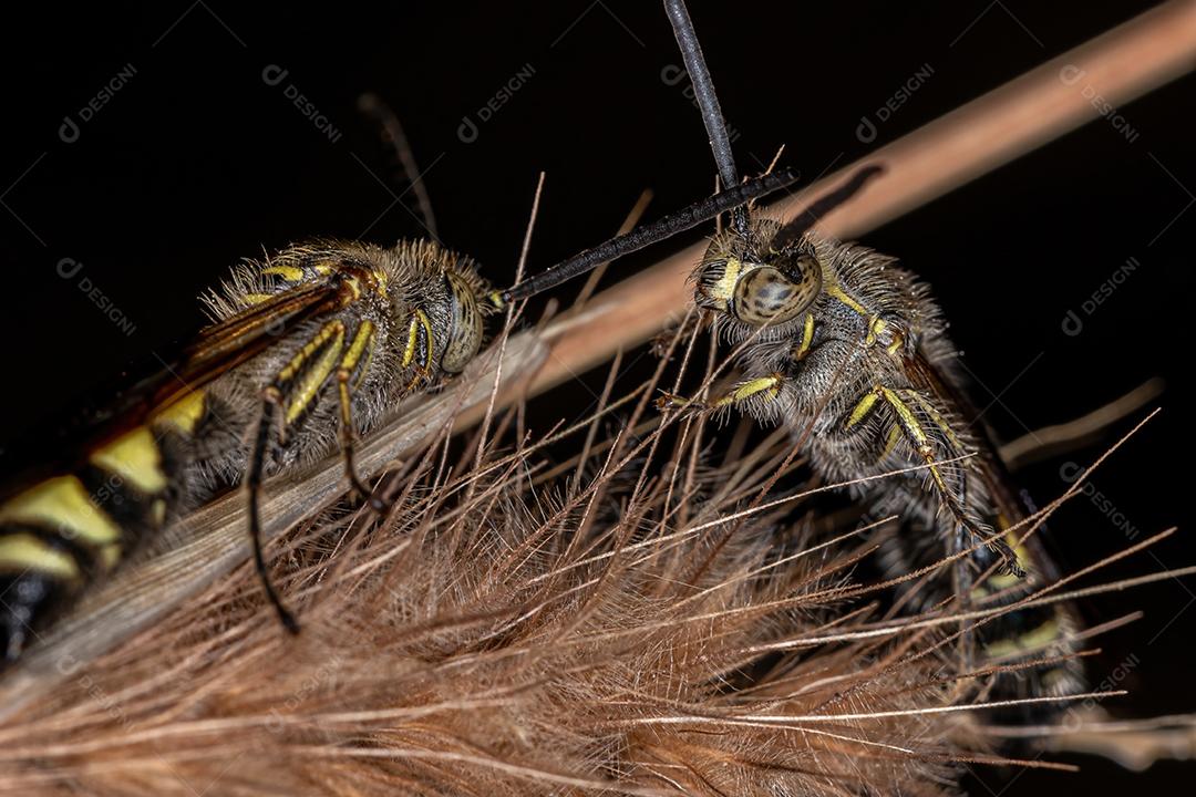 Vespa Scoliid adulta da subfamília Campsomerinae em uma flor