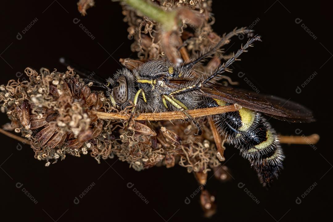 Vespa Scoliid adulta da subfamília Campsomerinae em uma flor