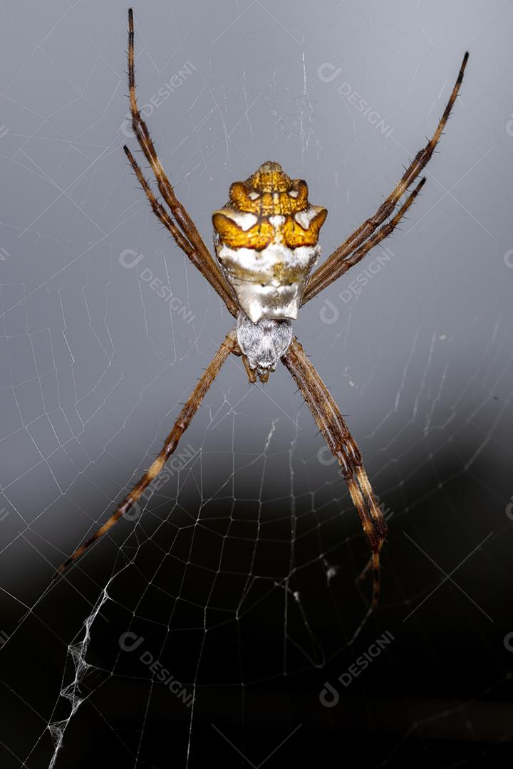 Fêmea adulta Orbweaver de jardim da espécie Argiope argentata