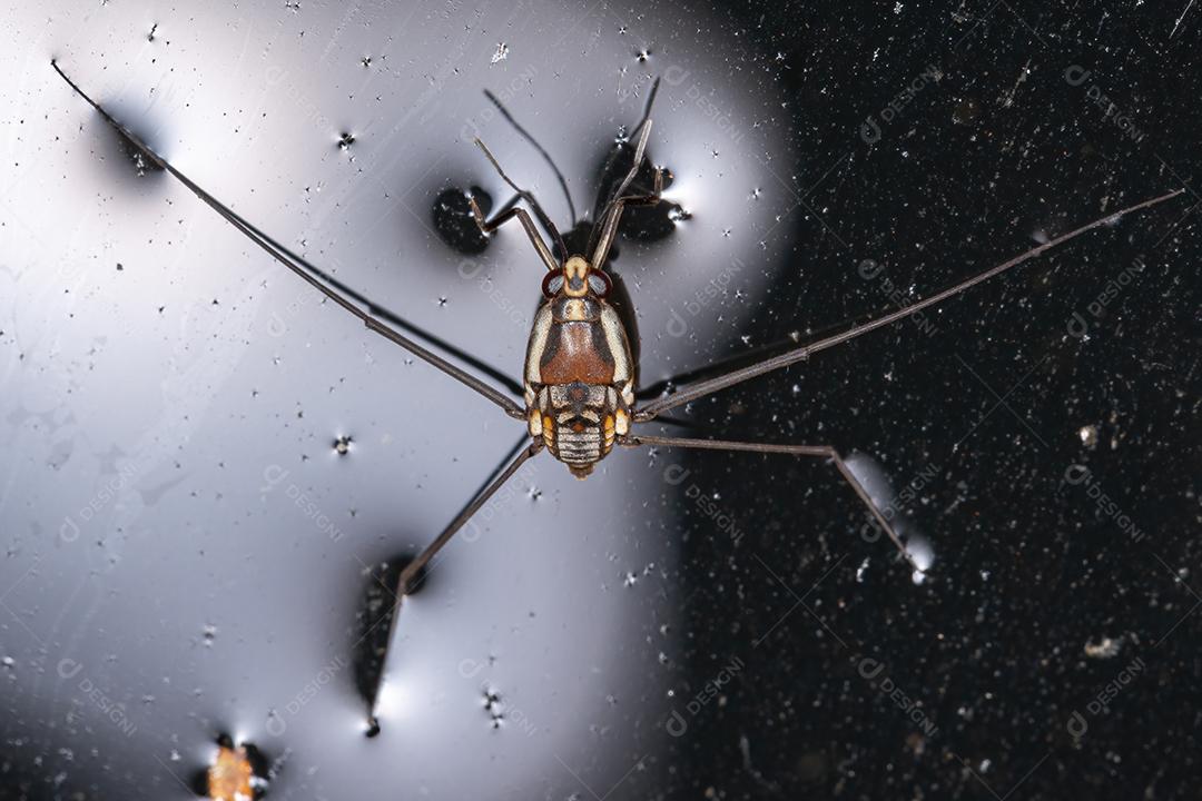 Inseto Water Strider da Subfamília Trepobatinae