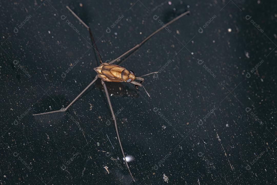 Inseto Water Strider da Subfamília Trepobatinae