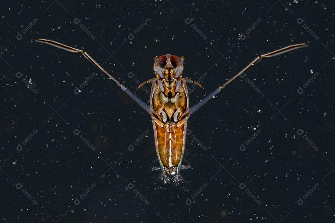 Inseto típico da família Notonectidae