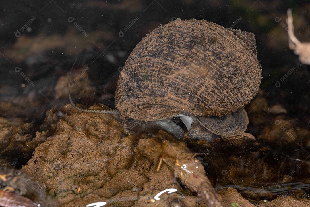 Caracol de maçã adulto do gênero Pomacea