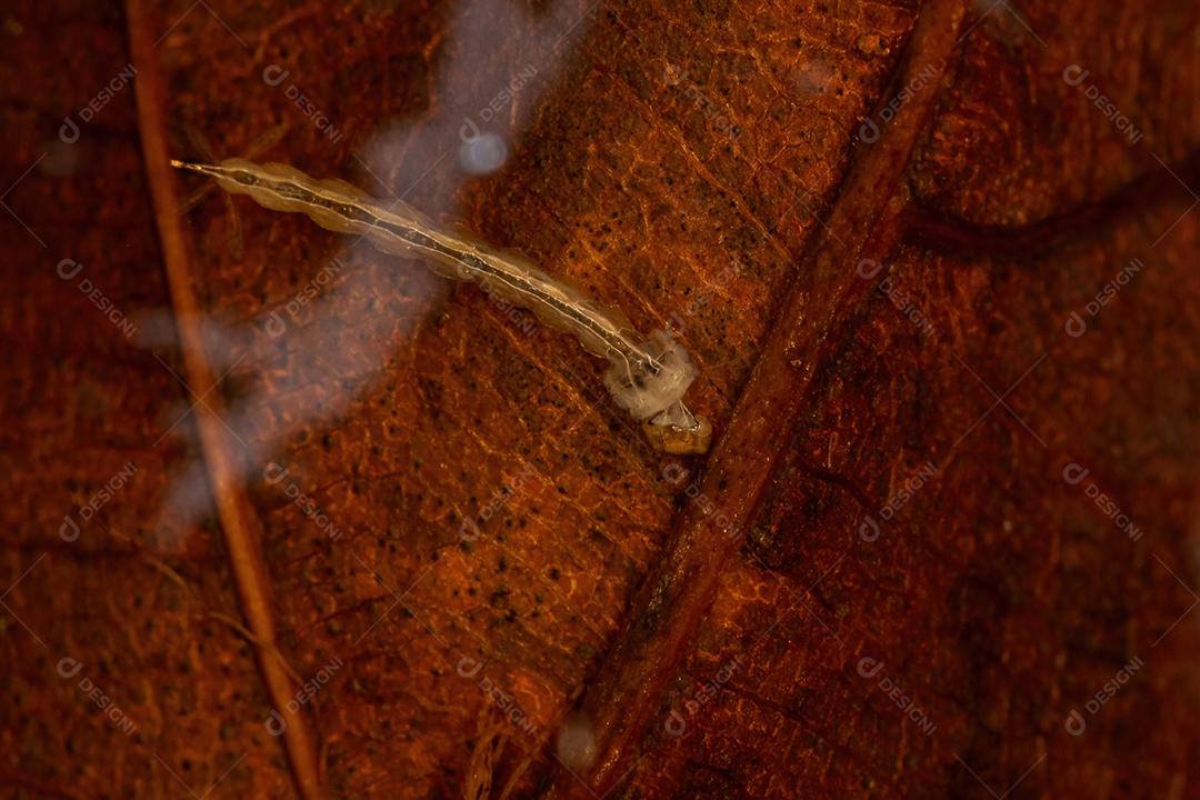 Larva de mosquito tigre asiático da espécie Aedes albopictus