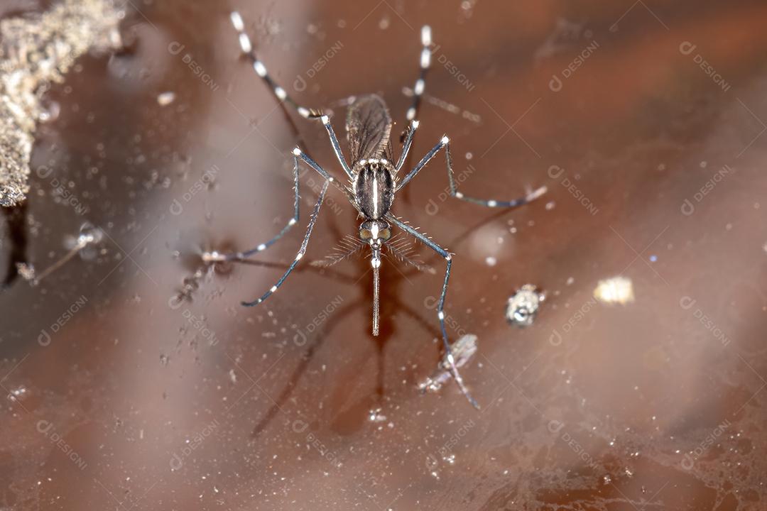 Mosquito-tigre-asiático adulto da espécie Aedes albopictus