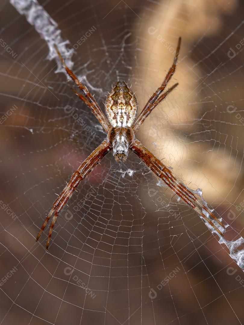 Fêmea Silver Garden Orbweaver da espécie Argiope argentata