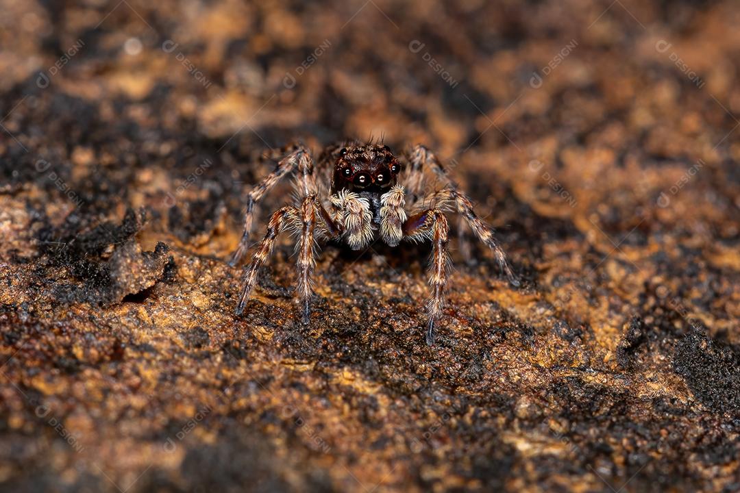 Pequena aranha saltadora da espécie Marma nigritarsis