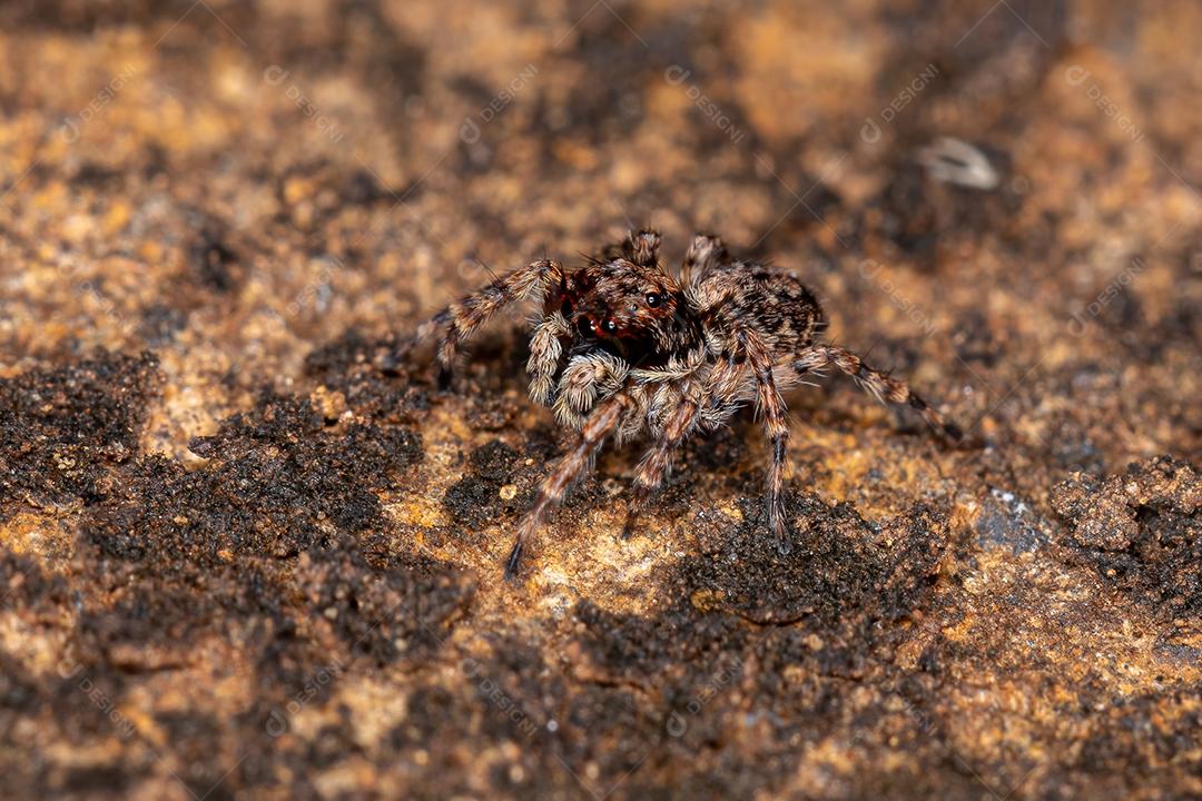 Pequena aranha saltadora da espécie Marma nigritarsis