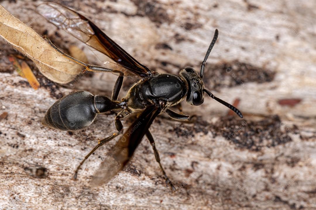 Vespa de papel adulta da espécie Polybia ignobilis