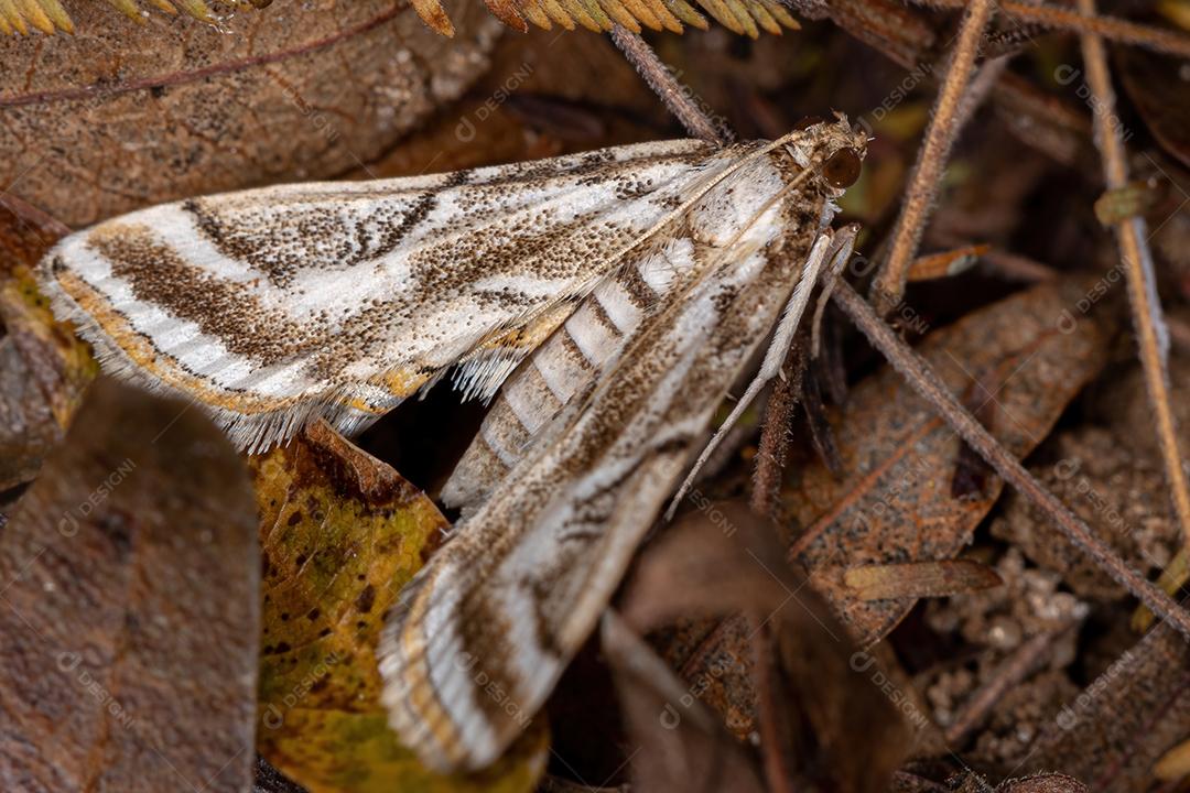 Mariposa de focinho adulto da família Crambidae