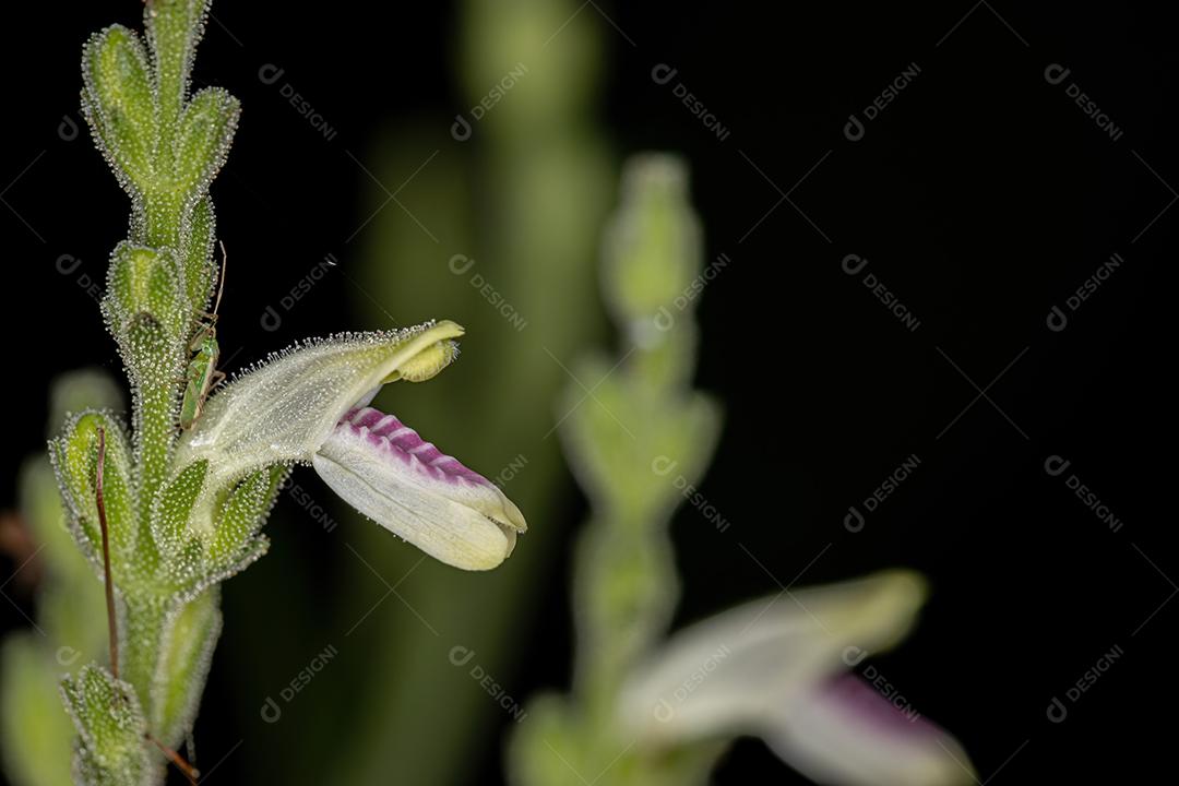 Flor de uma planta rara do Cerrado brasileiro da espécie Justicia glischrantha