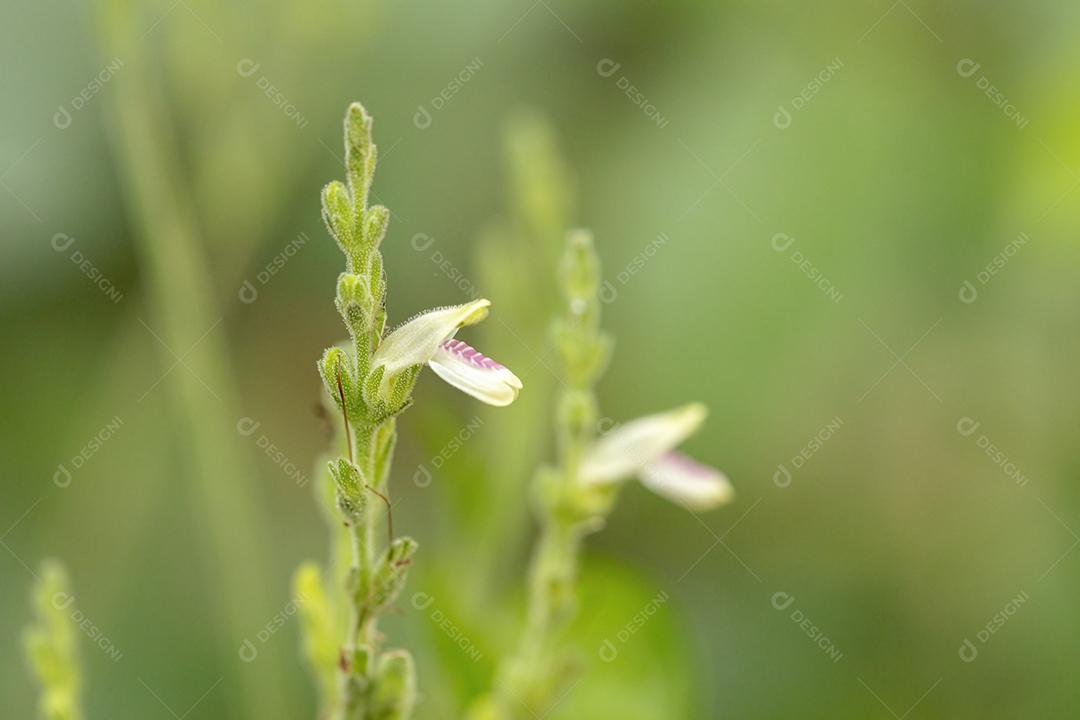 Flor de uma planta rara do Cerrado brasileiro da espécie Justicia glischrantha