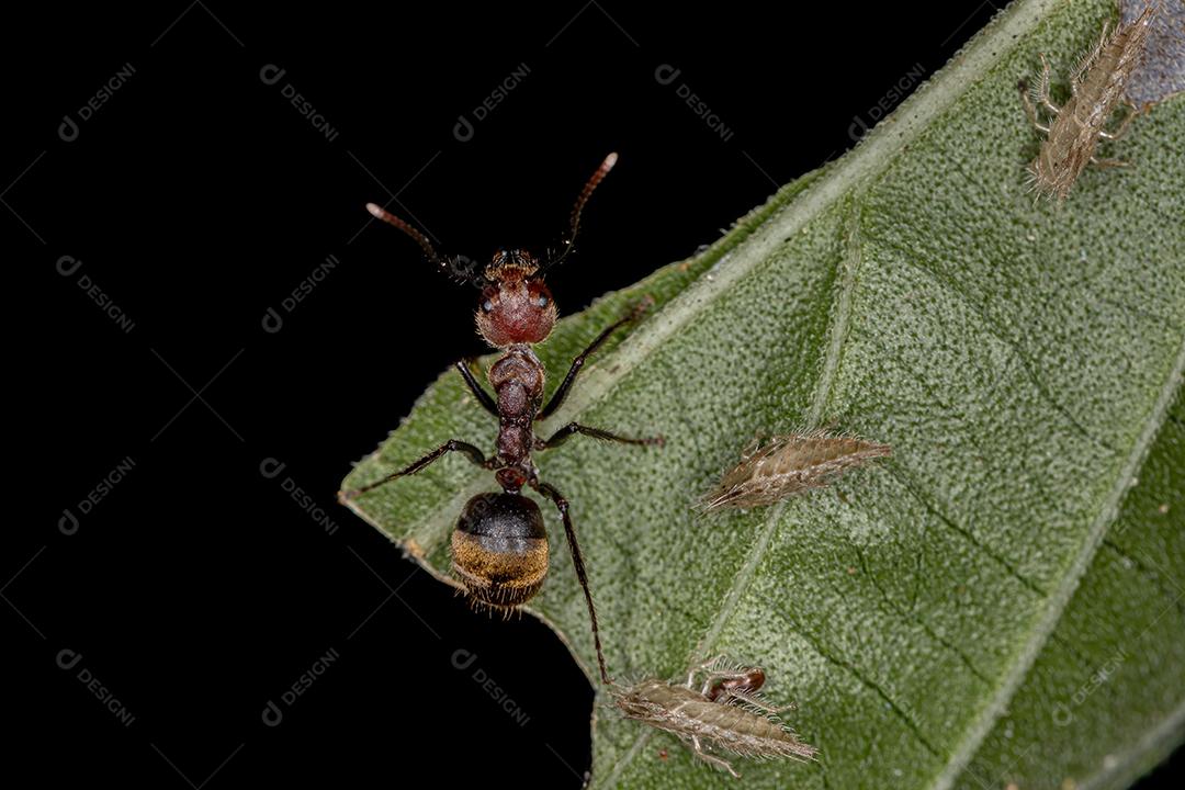 Formiga odorífera adulta da espécie Dolichoderus quadridenticulatus