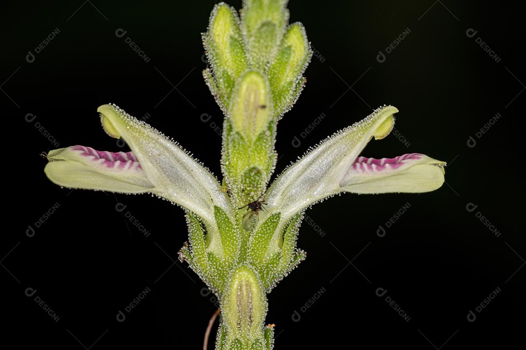 Flor de uma planta rara do Cerrado brasileiro da espécie Justicia glischrantha