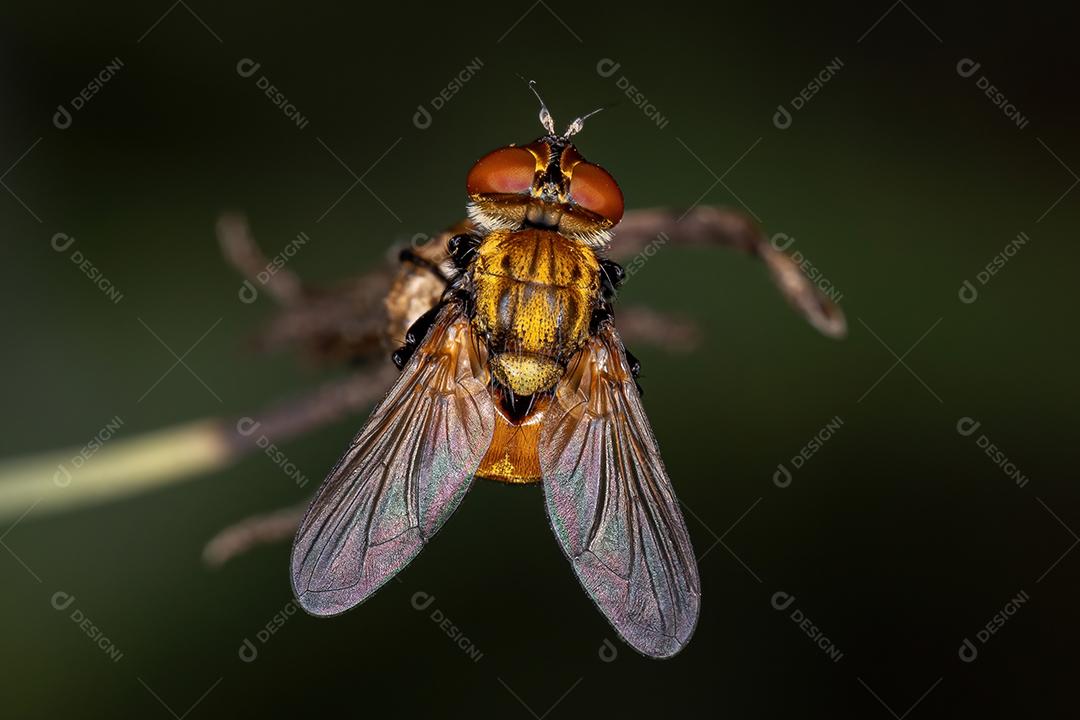 Mosca de cerdas adulta da família Tachinidae